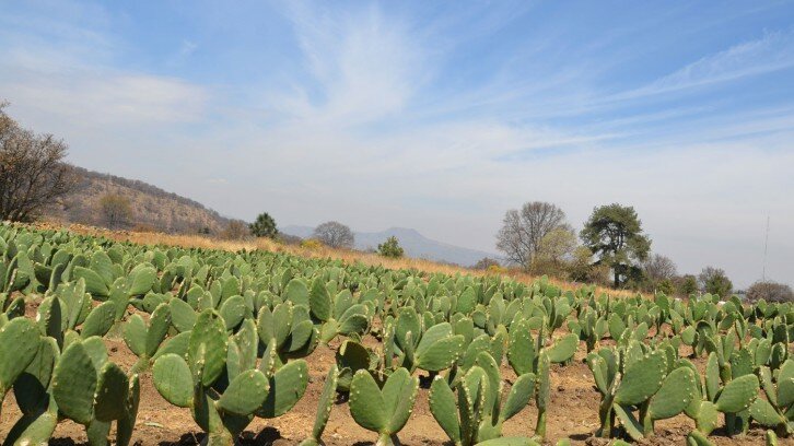 Temazcales and nopales