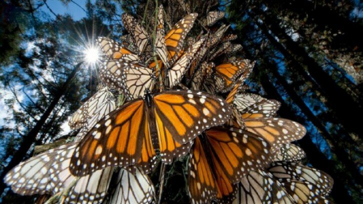 Tour de la Mariposa Monarca