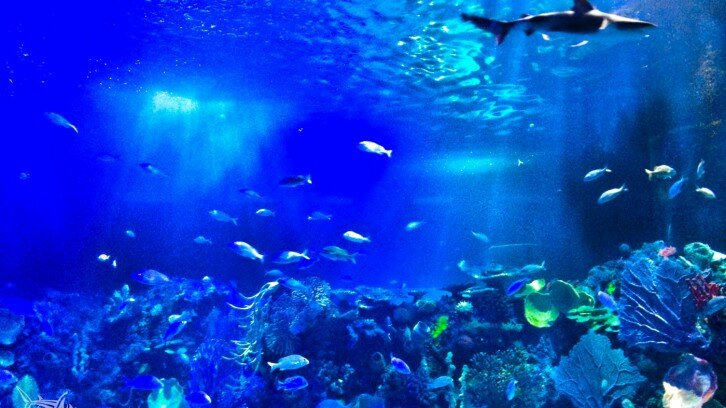 Inbursa Aquarium
