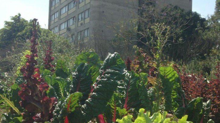 Huerto Tlatelolco Cultiva Ciudad