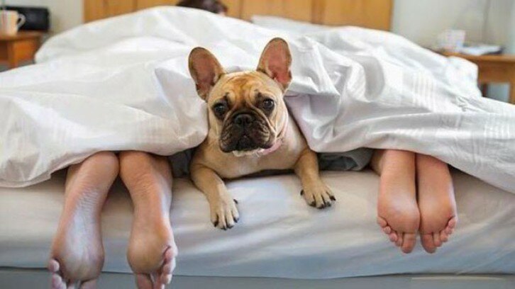 Conoce los hoteles en los que tu mascota puede ser un huésped más
