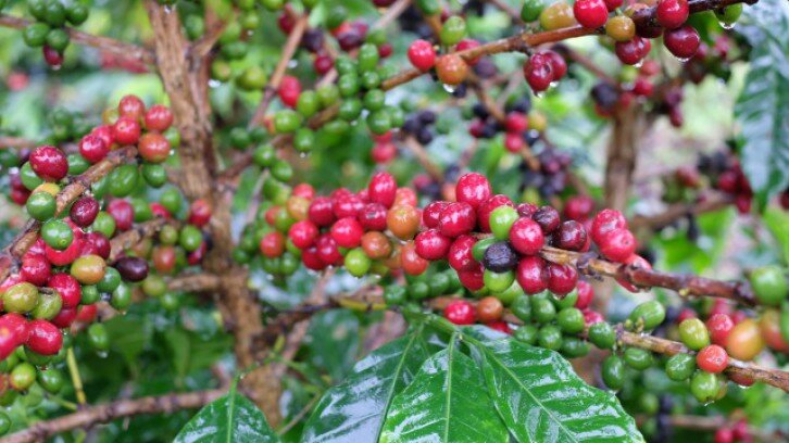 Three Days at the Coffee Route 