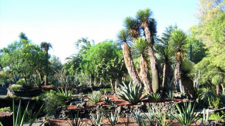 Jardín Botánico de Chapultepec
