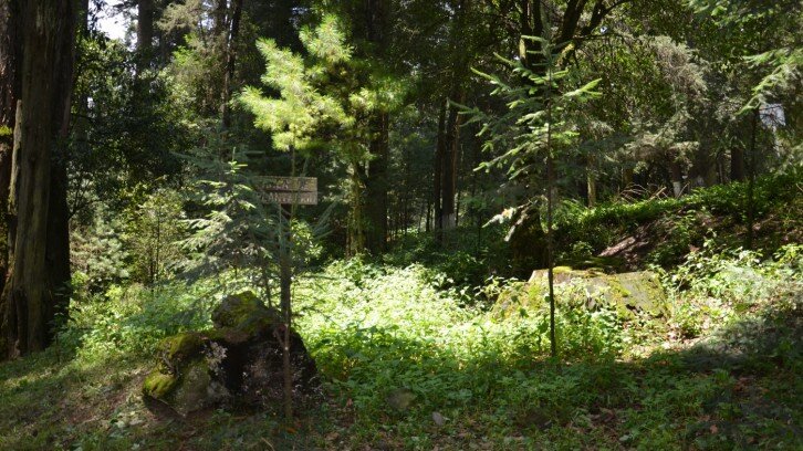 El Bosque del Ocotal