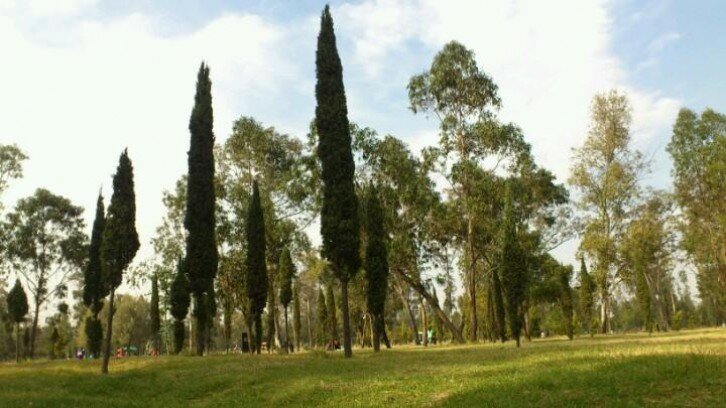 Bosque de San Juan de Aragón