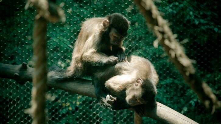 Chapultepec Zoo 