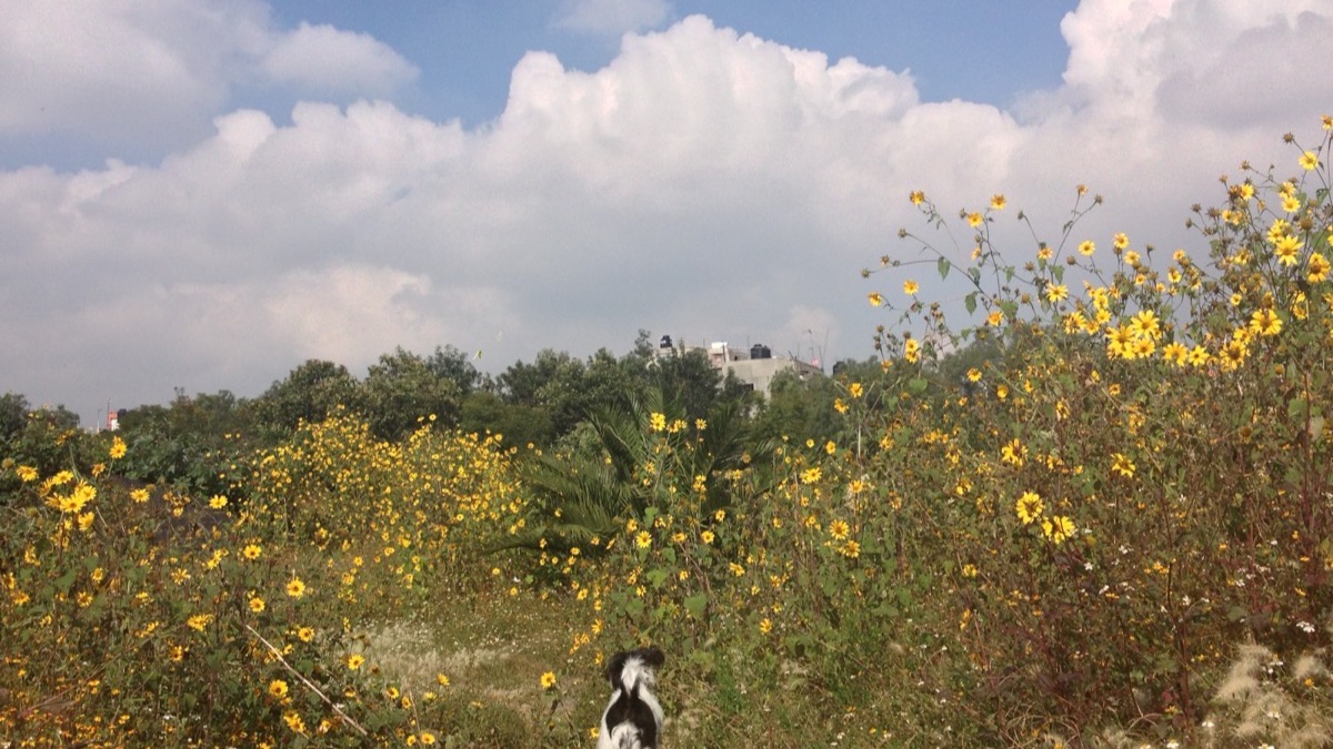 Parque Ecológico y Deportivo Huayamilpas